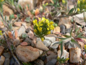 Fotografia da espécie Alyssum granatense