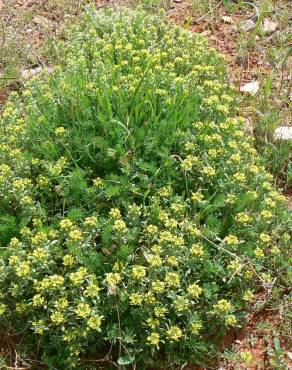 Fotografia 8 da espécie Alyssum granatense no Jardim Botânico UTAD