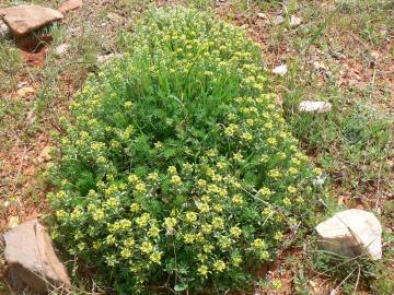 Fotografia da espécie Alyssum granatense