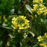 Fotografia 1 da espécie Alyssum granatense do Jardim Botânico UTAD