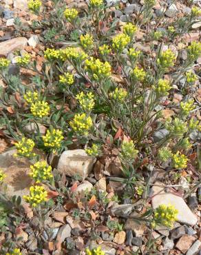 Fotografia 9 da espécie Alyssum granatense no Jardim Botânico UTAD