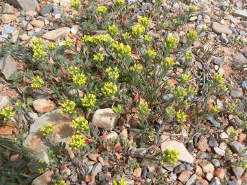 Fotografia da espécie Alyssum granatense