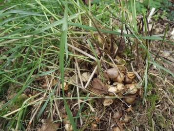 Fotografia da espécie Arrhenatherum elatius subesp. bulbosum