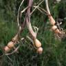 Fotografia 6 da espécie Arrhenatherum elatius subesp. bulbosum do Jardim Botânico UTAD