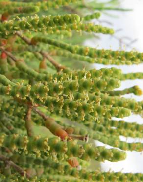 Fotografia 8 da espécie Arthrocnemum macrostachyum no Jardim Botânico UTAD