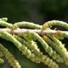 Fotografia 16 da espécie Arthrocnemum macrostachyum do Jardim Botânico UTAD