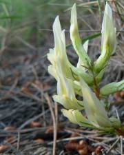 Fotografia da espécie Astragalus monspessulanus