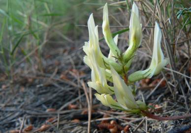 Fotografia da espécie Astragalus monspessulanus subesp. gypsophilus