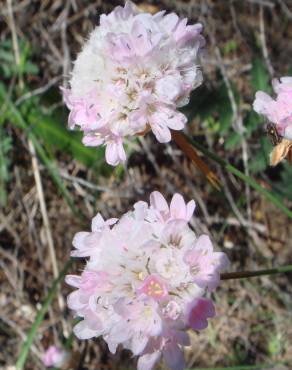 Fotografia 1 da espécie Armeria macrophylla no Jardim Botânico UTAD