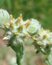 Fotografia da espécie Filago lutescens