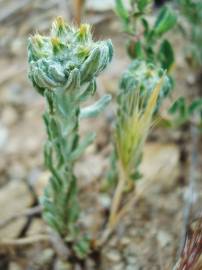 Fotografia da espécie Filago lutescens subesp. lutescens