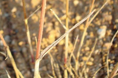 Fotografia da espécie Hordeum murinum subesp. murinum