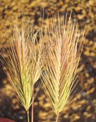 Hordeum murinum subesp. murinum