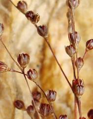 Juncus tenageia