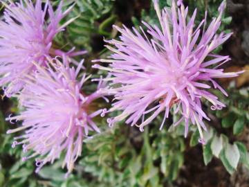 Fotografia da espécie Jurinea humilis