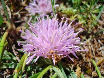 Fotografia da espécie Jurinea humilis