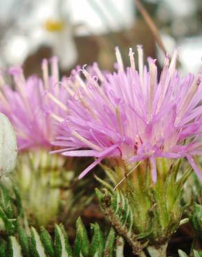 Fotografia 1 da espécie Jurinea humilis no Jardim Botânico UTAD