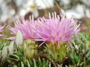 Fotografia da espécie Jurinea humilis