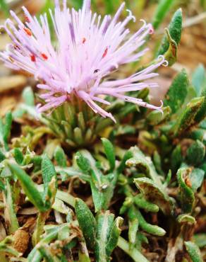 Fotografia 5 da espécie Jurinea humilis no Jardim Botânico UTAD