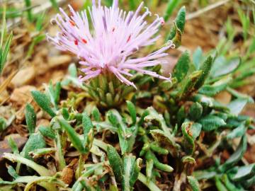 Fotografia da espécie Jurinea humilis