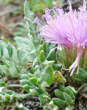 Fotografia 6 da espécie Jurinea humilis no Jardim Botânico UTAD