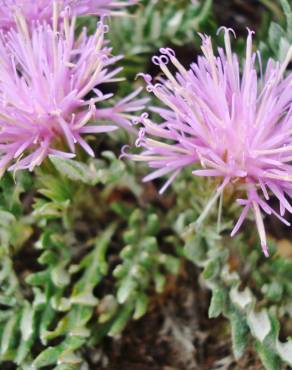 Fotografia 7 da espécie Jurinea humilis no Jardim Botânico UTAD