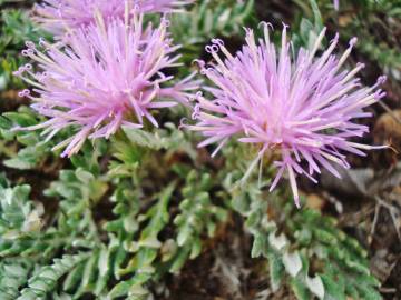 Fotografia da espécie Jurinea humilis