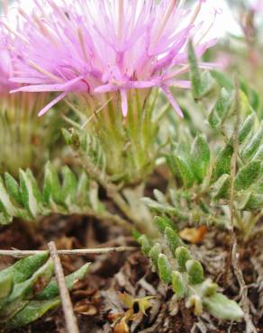 Fotografia 8 da espécie Jurinea humilis no Jardim Botânico UTAD