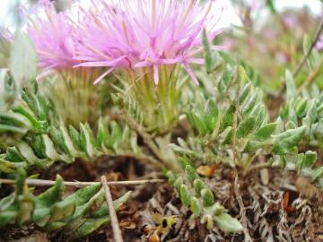 Fotografia da espécie Jurinea humilis