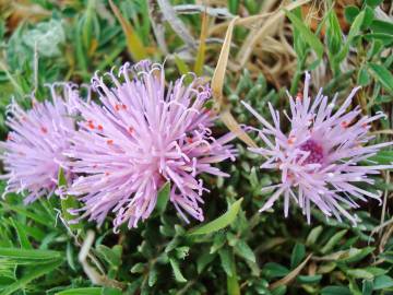 Fotografia da espécie Jurinea humilis