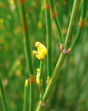 Fotografia 3 da espécie Ephedra nebrodensis subesp. nebrodensis no Jardim Botânico UTAD