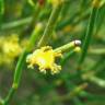 Fotografia 5 da espécie Ephedra nebrodensis subesp. nebrodensis do Jardim Botânico UTAD