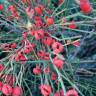 Fotografia 6 da espécie Ephedra nebrodensis subesp. nebrodensis do Jardim Botânico UTAD