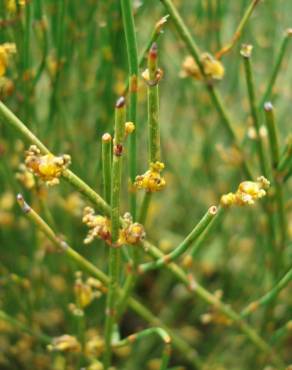 Fotografia 8 da espécie Ephedra nebrodensis subesp. nebrodensis no Jardim Botânico UTAD