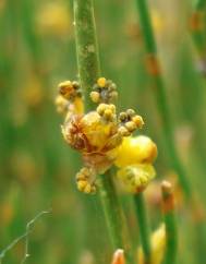 Ephedra nebrodensis subesp. nebrodensis