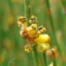 Fotografia 1 da espécie Ephedra nebrodensis subesp. nebrodensis do Jardim Botânico UTAD