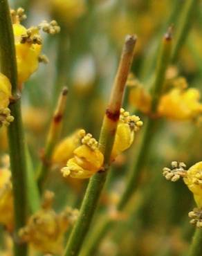 Fotografia 9 da espécie Ephedra nebrodensis subesp. nebrodensis no Jardim Botânico UTAD