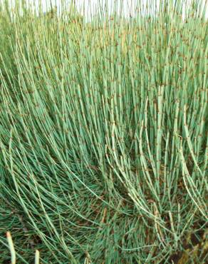 Fotografia 13 da espécie Ephedra nebrodensis subesp. nebrodensis no Jardim Botânico UTAD