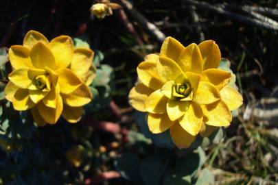 Fotografia da espécie Euphorbia nicaeensis subesp. nicaeensis