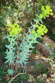 Fotografia da espécie Euphorbia nicaeensis subesp. nicaeensis