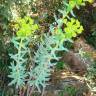 Fotografia 3 da espécie Euphorbia nicaeensis subesp. nicaeensis do Jardim Botânico UTAD