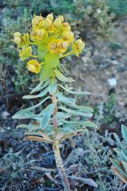 Fotografia da espécie Euphorbia nicaeensis subesp. nicaeensis