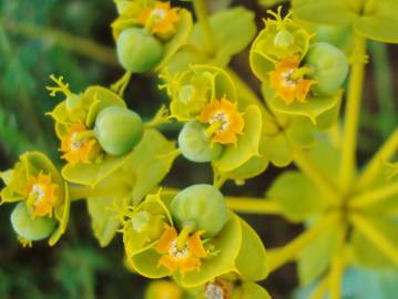 Fotografia da espécie Euphorbia nicaeensis subesp. nicaeensis