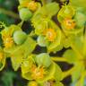 Fotografia 5 da espécie Euphorbia nicaeensis subesp. nicaeensis do Jardim Botânico UTAD