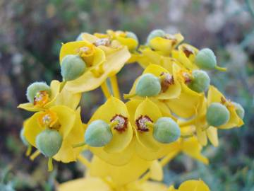 Fotografia da espécie Euphorbia nicaeensis subesp. nicaeensis