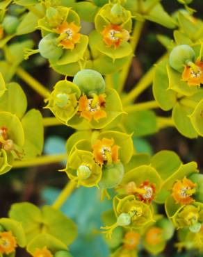 Fotografia 7 da espécie Euphorbia nicaeensis subesp. nicaeensis no Jardim Botânico UTAD