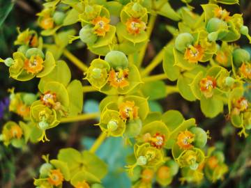 Fotografia da espécie Euphorbia nicaeensis subesp. nicaeensis