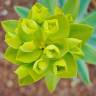 Fotografia 9 da espécie Euphorbia nicaeensis subesp. nicaeensis do Jardim Botânico UTAD