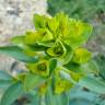 Fotografia 10 da espécie Euphorbia nicaeensis subesp. nicaeensis do Jardim Botânico UTAD