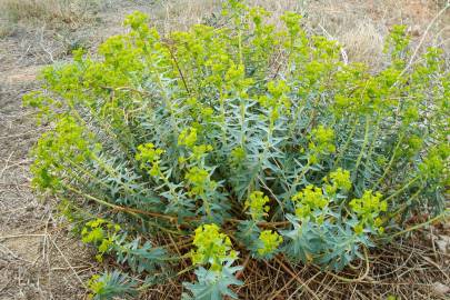 Fotografia da espécie Euphorbia nicaeensis subesp. nicaeensis